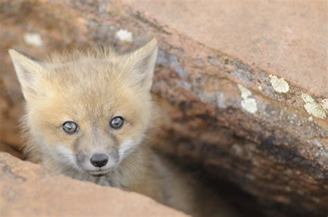 list  fox species animals momme