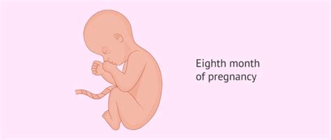 pregnancy stages by month fetal development with pictures