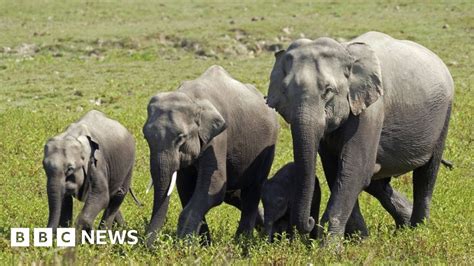 Herd Of 18 Indian Elephants Die When Forest Struck By Lightning Bbc News
