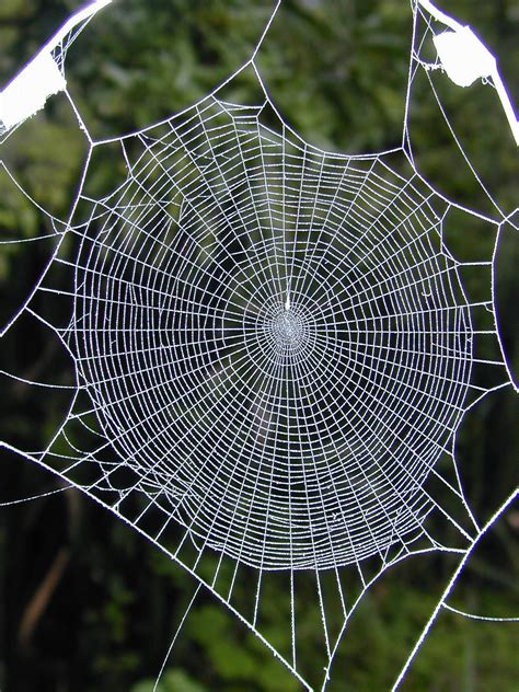 smithsonian insider drugged spiders web spinning  hold keys