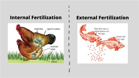 fertilization  animals