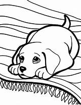 Coloring Labrador Lab Pages Retriever Dog Puppy Golden Drawing Printable Getdrawings Getcolorings Color Print Colorings sketch template