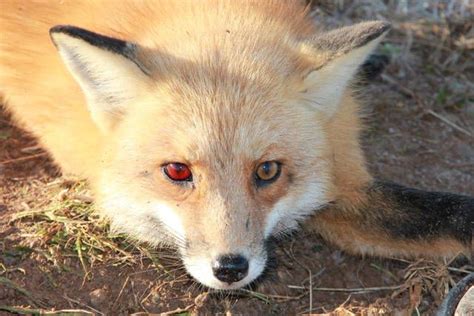 fox colors red fox strange eye color trappermancom forums pets