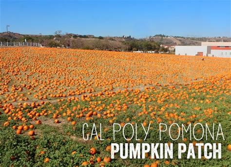 cal poly pomona pumpkin festival  popsicle blog