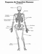 Humano Anatomia Esqueleto Desenho Atlas sketch template