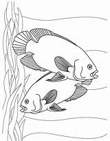 Fish Coloring Pages Printable Aquarium Kids Color Tropical Oscar Sheet Oscars Realistic Colouring Sheets Print Toddler Template Couple Getcolorings Animal sketch template