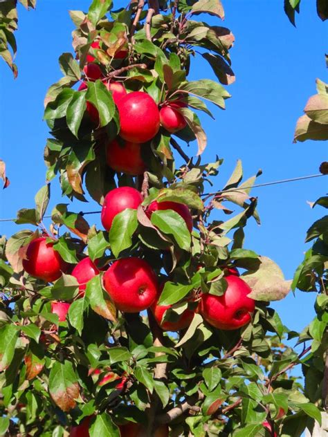 apple tree edwards church