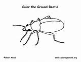 Beetle Beetles Printable sketch template