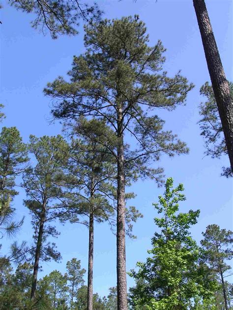 southern pine ecology management southern pine  forest service tree