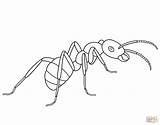 Ant Coloring Ants Pages Printable Drawing Template Line Simple Kids Colouring Templates Color Animal Picnic 1612 Clipart Insect Printables Children sketch template