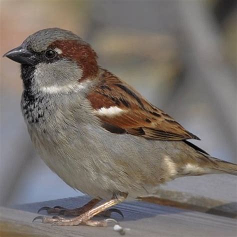 pest advice  controlling sparrows