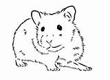 Hamster Ausdrucken Malvorlagen Wangen Großen sketch template