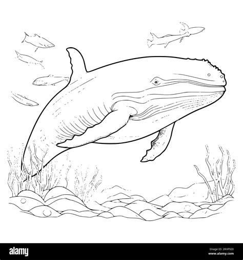 blue whale coloring pages drawing  kids stock vector image art alamy