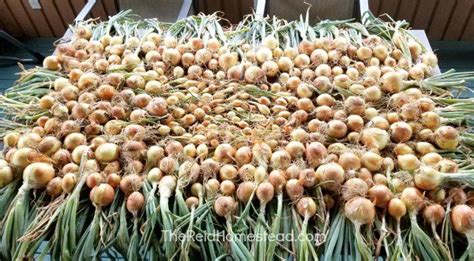 store onions   garden   winter growing onions