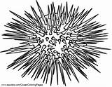 Urchin Sea Coloring Pages Urchins Printable Hubpages Animal Ocean Facts Squidoo Gemerkt Von Drawing Printables Designlooter sketch template