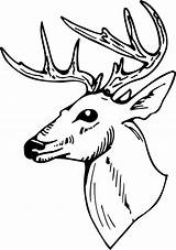 Clipart Deer Head Clip Buck Cliparts Drawing Line Stag Outline Cartoon Library Face Side Gazelle Use Computer Designs Link Attribution sketch template