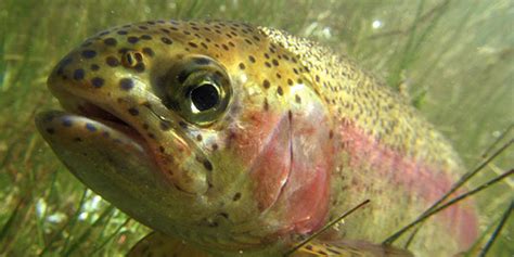 rainbow trout  steelhead