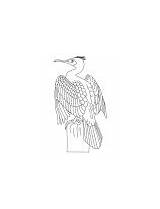 Cormorant Coloring Great Pied Little sketch template