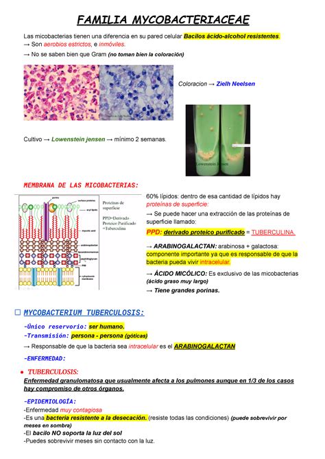 mycobacterias apuntes de la clases de microbiologia de la dra adriana