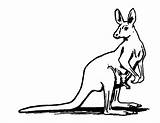 Kangourou Kangaroos Kangourous Colorie Oreille Entendu Tend Coloriages Etoile sketch template