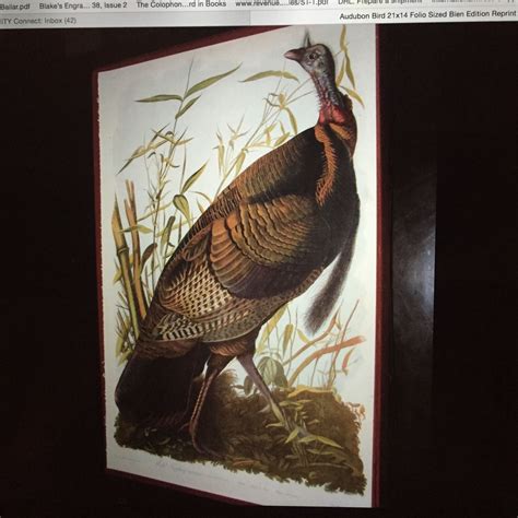 wild turkey from bien facsimile ed of audubon s the birds of america