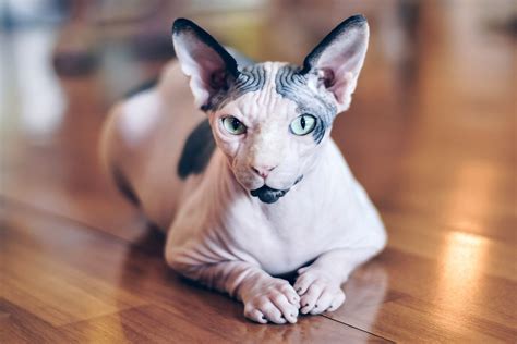 sphynx cat breed information  characteristics daily paws