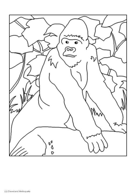 gorilla coloring pages coloring home
