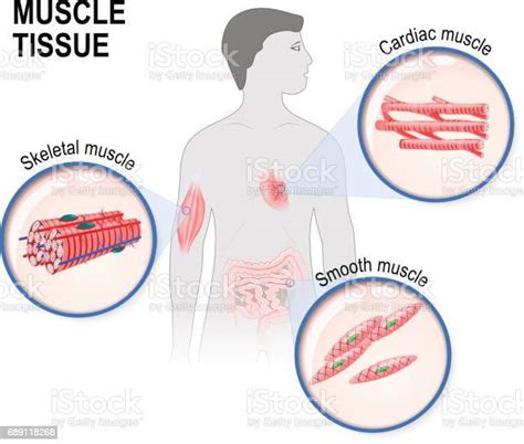 types of muscle tissue stock illustration download image now istock