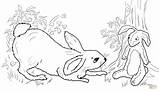 Rabbit Velveteen Coloring Pages Becoming Real Drawing Printable sketch template