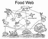Food Web Coloring Pages Chains Chain Kids Printable Simple Webs Preschool Worksheets Children Worksheet Coloringpagesfortoddlers Animal Rainforest Activity sketch template