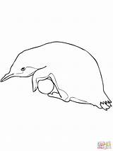 Penguin Egg Little Blue Hatching Coloring Pages sketch template