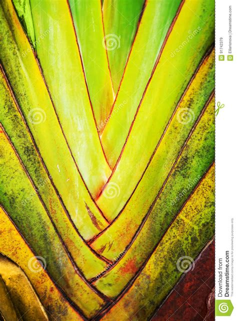 green tropical leaves background stock image image  summer