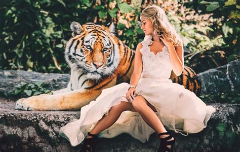 Wallpaper Look Face Girl Nature Tiger Pose Stones Each Feet