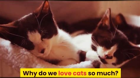 why do we love cats so much i love cats t shirt youtube