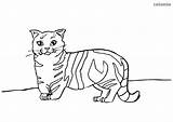 Cat Coloring Munchkin Cats Pages Printable Sheets Print sketch template