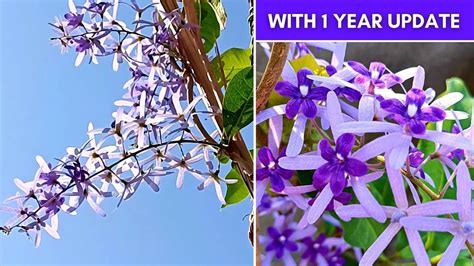 grow petrea volubilis  containers successfully   year updates