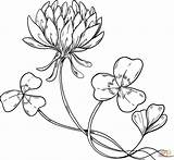 Coloring Clover Flower Pages Drawing sketch template