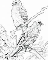Falcon Coloring Pages Marvel Peregrine Getcolorings Col Printable sketch template