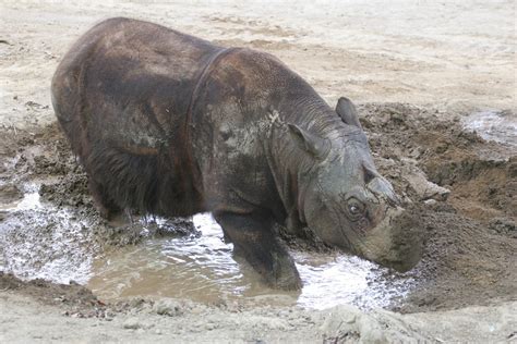 sumatran rhinos  recovered  losses   pleistocene