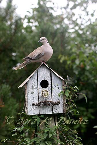 dove bird house plans woodworking bird house kits bird house bird houses