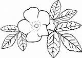 Rose Flower Clip Outline Coloring Wild Rosa Pages Drawing Transparent Clipart Gg Acicularis Kids Flowers Vector Jasmine Plant Svg Colorless sketch template