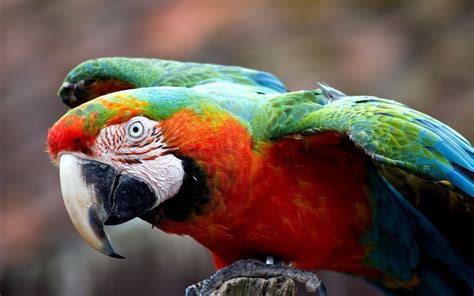 macaw parrots wallpaper  fanpop