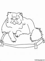 Cat Persian Coloring Pages Getcolorings Animal Getdrawings Color Colorings sketch template