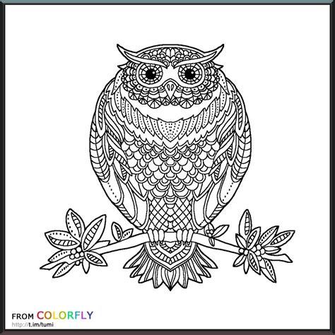 coloring colorfly color fly animal tattoo coloring pages