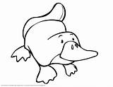 Platypus Coloring Perry Color Pages Getcolorings Sheet sketch template