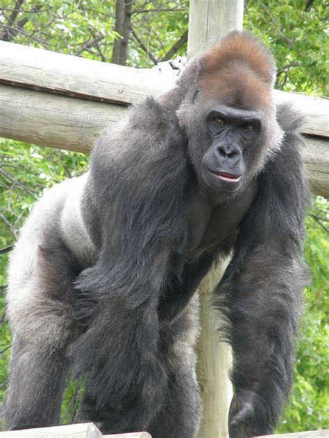 silverback gorilla flickr photo sharing