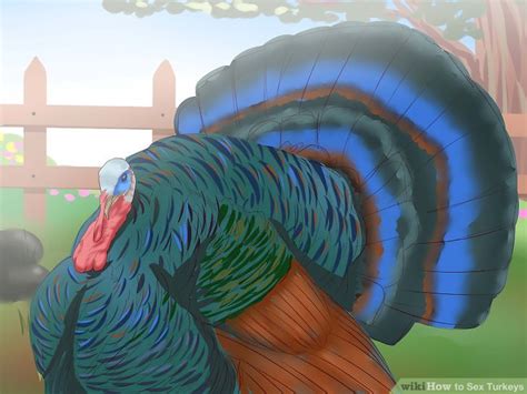3 ways to sex turkeys wikihow