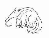 Aardvark Coloring Coloringcrew sketch template