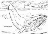 Blauwal Malvorlage Wale Ausmalbild Coloringbay Malvorlagen Dolphins öffnen Großformat Seite sketch template