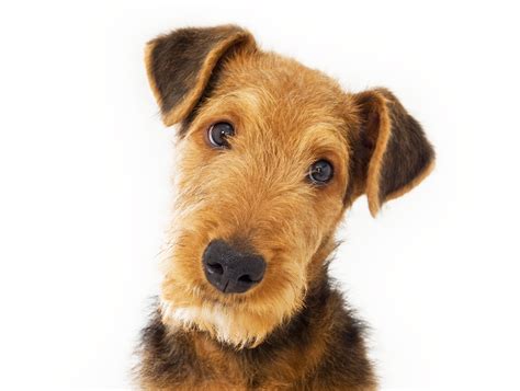 airedale dog rescue